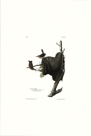 House Wren