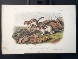 Lord-Hopkins Collection - Say’s Marmot Squirrel