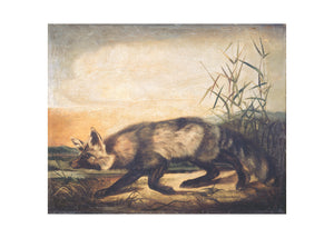 Long-tailed Red Fox