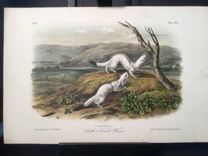 Lord-Hopkins Collection - Little Nimble Weasel