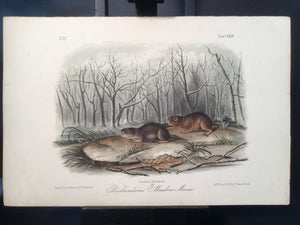 Lord-Hopkins Collection - Richardson’s Meadow Mouse