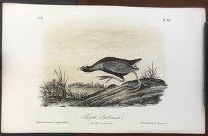 Audubon Octavo Purple Gallinule (2), plate 303, uncolored test sheet, 7 x 11