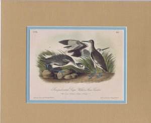 347 Audubon Original Octavo Semipalmated Snipe, 2nd edition, matted