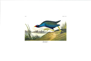 Purple Gallinule