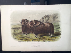 Lord-Hopkins Collection - Musk Ox