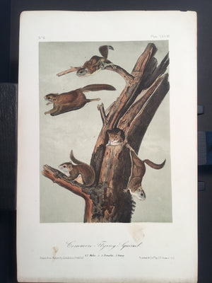 Lord-Hopkins Collection - Common Flying Squirrel