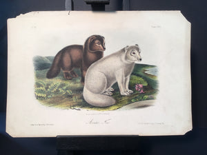 Lord-Hopkins Collection - Artic Fox