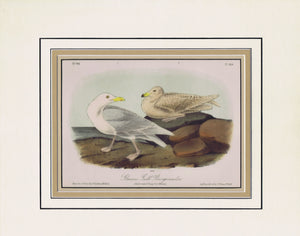 449 Audubon Original Octavo Glaucous Gull, 2nd edition, matted
