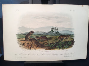 Lord-Hopkins Collection - Bank Rat