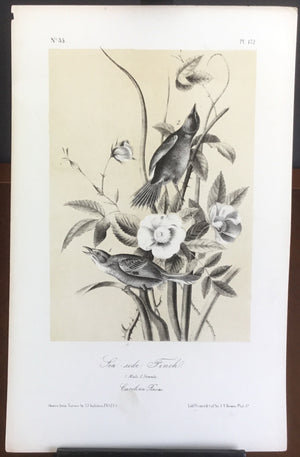 Audubon Octavo Sea-side Finch (2), plate 172, uncolored test sheet, 7 x 11