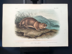 Lord-Hopkins Collection - The Sewellel
