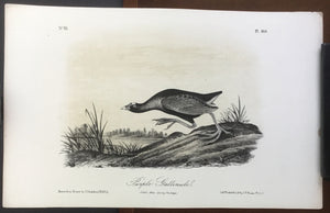 Audubon Octavo Purple Gallinule, plate 303, uncolored test sheet, 7 x 11