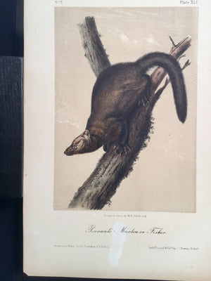 Lord-Hopkins Collection - Pennant’s Marten or Fisher