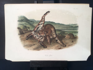 Lord-Hopkins Collection - Texan Lynx