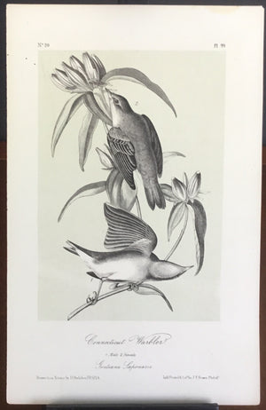 Audubon Octavo Connecticut Warbler, plate 99, uncolored test sheet, 7 x 11
