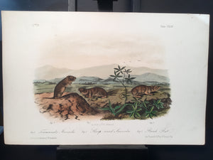 Lord-Hopkins Collection - Bank Rat