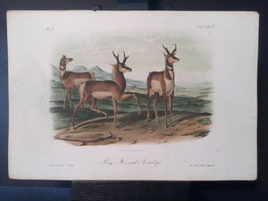 Lord-Hopkins Collection - Prong Horned Antelope
