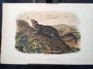 Lord-Hopkins Collection - Large Tailed Spermophile