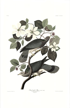 Band-tailed Pigeon
