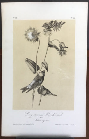 Audubon Octavo Grey-crowned Purple Finch, plate 197, uncolored test sheet, 7 x 11