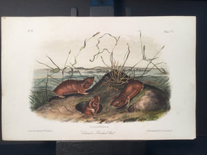 Lord-Hopkins Collection - Columbia Pouched Rat