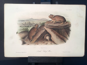 Lord-Hopkins Collection - Little Chief Hare