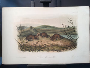 Lord-Hopkins Collection - Northern Meadow Mouse