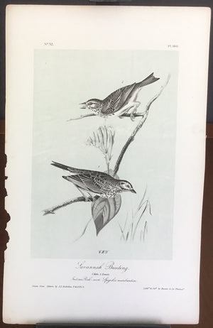Audubon Octavo Savannah Bunting, plate 160, uncolored test sheet, 7 x 11