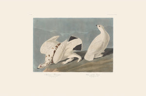 Rare Prints American Ptarmigan