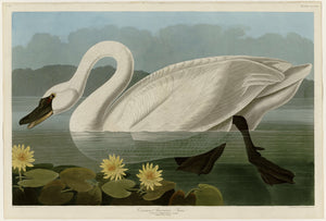 Common American Swan
