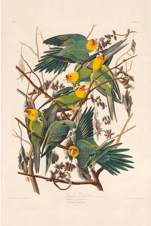 Carolina Parrot