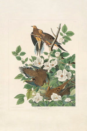 Rare Prints Carolina Turtledove