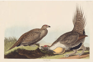 Rare Prints Cock of the Plains