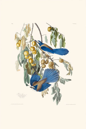 Rare Prints Florida Jay