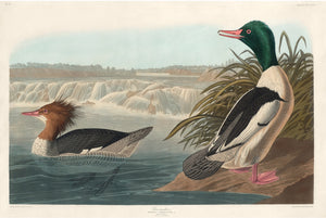 Goosander