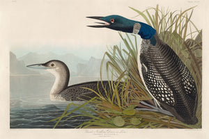 Great Northern Diver