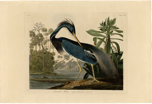 Louisiana Heron