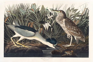 Rare Prints Night Heron