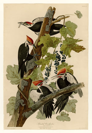 Pileated Woodpecker