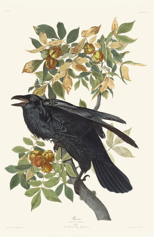 The Raven