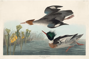 Red-breasted Merganser