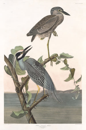 Yellow-crowned Heron