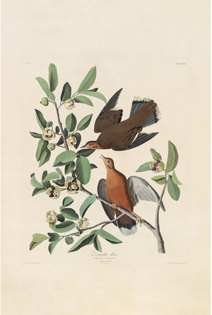 Rare Prints Zenaida Dove