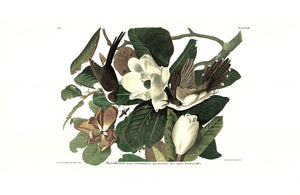 Black-billed Cuckoo