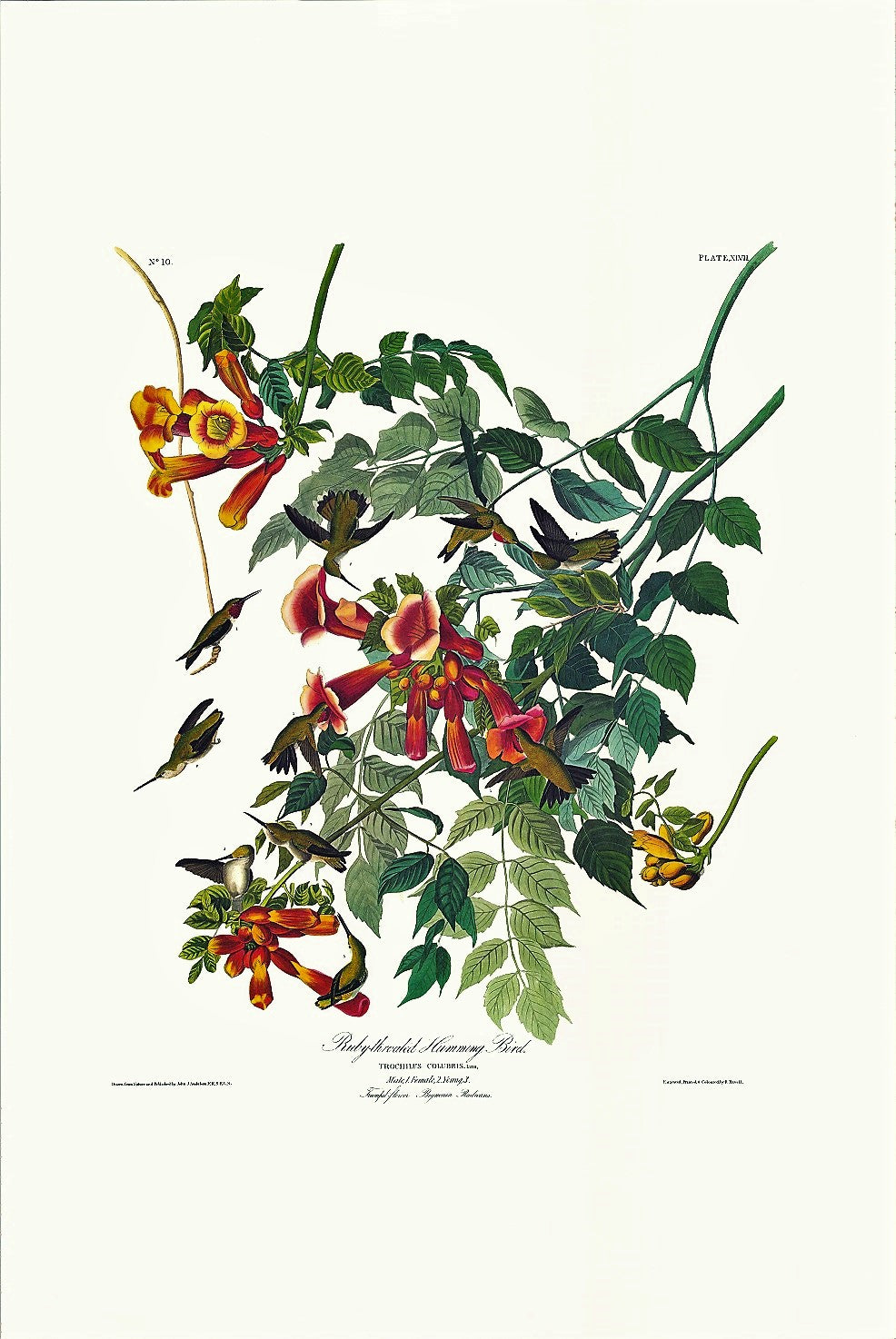 These birds were probably painted in Louisiana c. 1825. Hummingbirds, found only in the New World, fascinated Americans and Europeans of Audubon's day.  To gratify this widespread curiosity with a number of views of the diminutive ruby-throat, he placed ten of them together, although in nature they are too pugnacious to associate this closely.