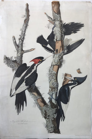 Original Audubon Havell Ivory-billed Woodpecker
