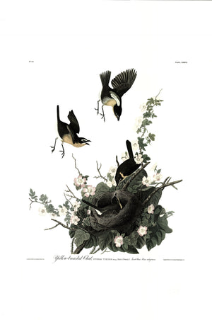 Yellow Breasted Chat