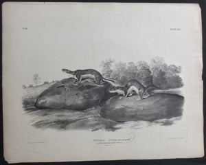 Audubon Original Imperial plate 64, Little American Brown Weasel