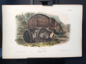 Lord-Hopkins Collection - Grizzly Bear