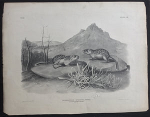 Audubon Original Imperial plate 109, California Marmot Squirrel